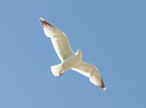 Seagull